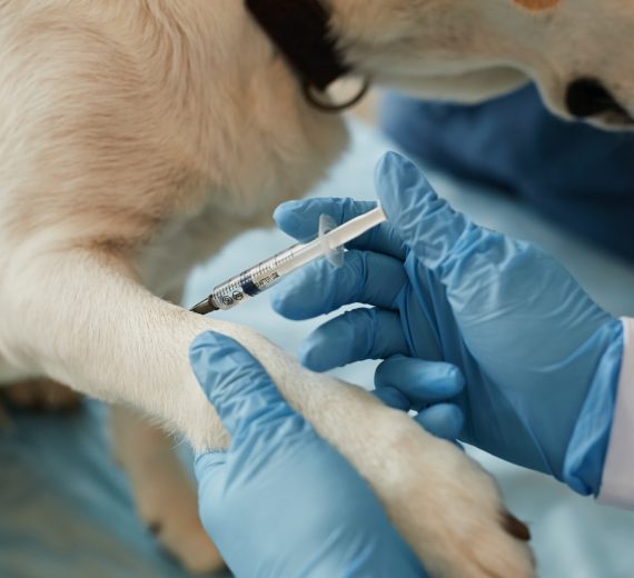 Hands of young veterinarian in surgical gloves making injection to sick dog