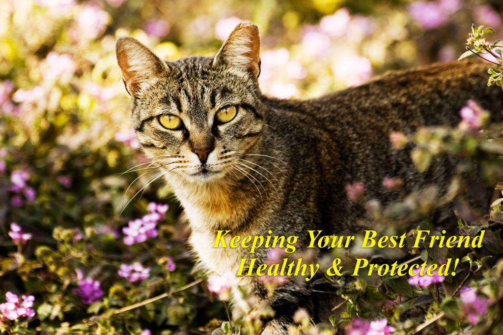 Cat Vaccination Pricing Tender Loving Care Veterinary Services