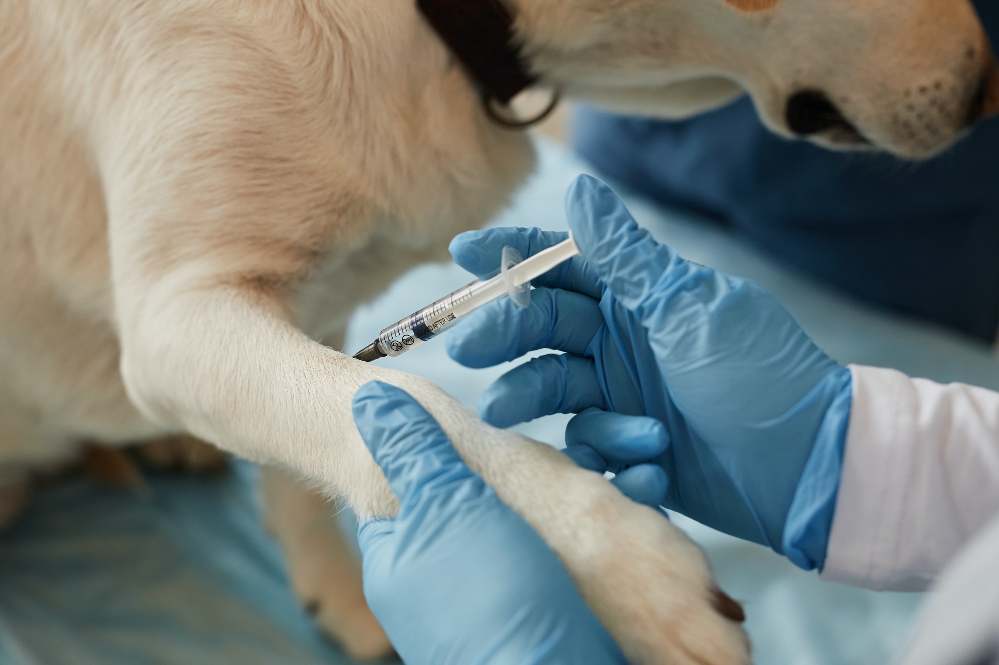 Hands of young veterinarian in surgical gloves making injection to sick dog